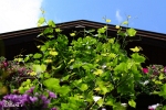 Kempten Allg�u