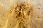 Pusteblume 2010