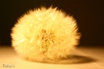 Pusteblume 2010
