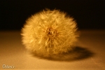 Pusteblume 2010
