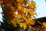 Herbst - Olympiapark M�nchen 2009