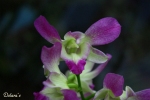 Orchidee - Allg�u 2009
