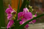 Orchidee - Allg�u 2009