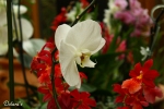 Orchidee - Allg�u 2009