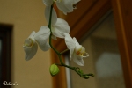 Orchidee - Allg�u 2009
