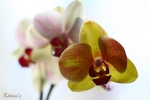 Orchidee - M�nchen 2010