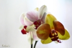 Orchidee - M�nchen 2010