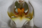 Orchidee - Allg�u 2010