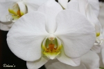 Orchidee - Allg�u 2010