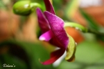 Orchidee - Allg�u 2010