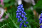 Bergm�nnchen - Allg�u 2010