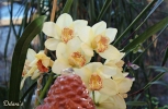 Orchidee - Allg�u 2008
