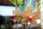 Orchidee - Allg�u 2008