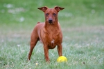 Asterix - Olympiapark M�nchen 2010