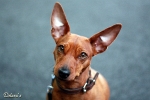 Lara vom Camp Achensee - CACIB M�nchen 2009