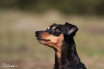 Bonita - Haribo vom Rehwinkel 2009