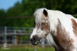 Pony - Fam.Sutor 2010
