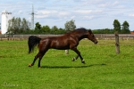 Lady Sunshine - Rennstall Sutor 2010