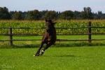 Lady Sunshine - Rennstall Sutor 2010