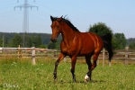 Enricokingraffis - Rennstall Sutor 2010