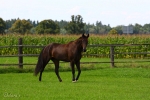 Lady Sunshine - Rennstall Sutor 2010