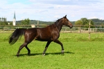 Hopeyouwin Diamant - Rennstall Sutor 2010