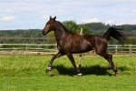 Hopeyouwin Diamant - Rennstall Sutor 2010