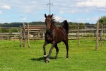 Hopeyouwin Diamant - Rennstall Sutor 2010