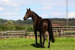 Hopeyouwin Diamant - Rennstall Sutor 2010