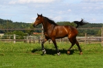 Snuffe Pasqual - Rennstall Sutor 2010