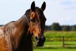 Snuffe Pasqual - Rennstall Sutor 2010