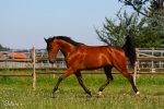 Enricokingraffis - Rennstall Sutor 2010