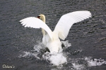 Schwan - M�nchen 2009