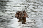Ente - M�nchen 2009